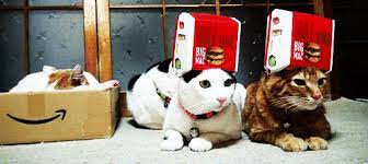 Huffpost Is Now A Part Of Verizon Media Cats Crazy Cats Cat Gif