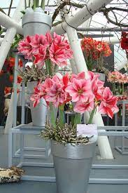 Amaryllis Gervase Royal Colors For All Your Amazing Amaryllis And Hippeastrum Bulbs Amaryllis Amaryllis Bulbs Amaryllis Flowers