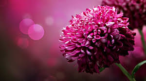 Select a photograph from your collection. Pink Flowers Macro Flowers Bokeh Hd Wallpaper Flower Desktop Wallpaper Beautiful Flowers Images Purple Flowers Wallpaper