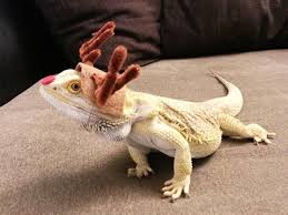 Most bearded dragons will display behavior when there is a female around, when another bearded dragon comes near them, or whenever they are approached by a larger animal or something unknown. You Know What S Getting Popular Lizard Costumes Bearded Dragon Diy Bearded Dragon Bearded Dragon Clothes
