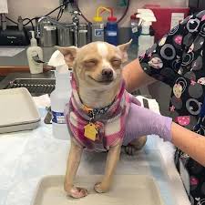 Since it was legalized federally in several states, cases of dogs falling ill to weed sickness have quadrupled in places like colorado, where there have been. What To Do When Your Dog Eats Weed Education Where S Weed Blog