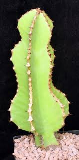 Image result for Euphorbia fortissima