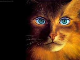 30 gambar kartun keren lucu animasi hewan kualitas hd koleksi gambar terkini seperti gambar lucu gambar unik foto lucu artis rumah kucing rumah kartun photos download online malaysia indonesia anak. Wallpaper Kucing Cantik Unik Gambar Kartun Lucu Dan Wallpaper Funny Cat Wallpaper Cat Wallpaper Eyes Wallpaper