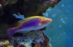 This fish is a good candidate for a (fowlr) or reef tank and will not harm invertebrates. Dwarf Fairy Wrasse Lubbock S Fairy Wrasse Med