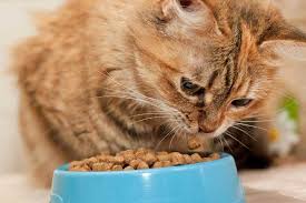 Healthy cats can survive for 1 week (or more) without food, and just 3 days without water consumption. Cat Not Eating Much But Acting Normal Happy Cats Life