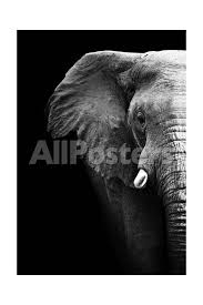 Artistic Black And White Elephant Landscapes Art Print 41 X 61 Cm Elephant Pictures Elephant Canvas Art Elephant Canvas