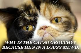 Check out our funny memes. Over 89 Clean Cat Jokes For Kids Of All Ages Weird World