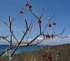 Image result for Hildegardia