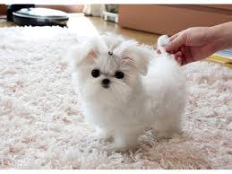 Americanlisted features safe and local classifieds for everything you need! Toy Maltese Puppies For Adoption Text Or Call 320 289 7883 Puppies For Sale Birmingham Al Shoppok