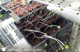 Check spelling or type a new query. Lighting For Seedlings A Beginner S Guide To Grow Lights For Seedlings