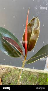 Image result for ficus elastica flower