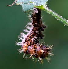 Image result for Polygonia c-album