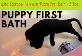 Ahh, i've never been cozier in my life. Labrador Retriever Puppy First Bath 3 Tips For Bathing Puppyandy The Future Guide Labr Labrador Retriever Puppies Retriever Puppy Labrador Retriever Training