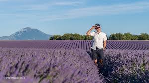 Lawendowe pola, fioletowe i fioletowe. Atrakcje Prowansji Co Warto Zobaczyc Prowansja Pl Przewodnik