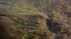 Cryptocoryne wendtii ( wendt's water trumpet ) is a perennial. Cryptocoryne Crispatula Var Tonkinensis Discoveryplanet Youtube