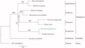 Image result for Klainedoxa