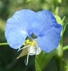 Image result for Commelina schweinfurthii
