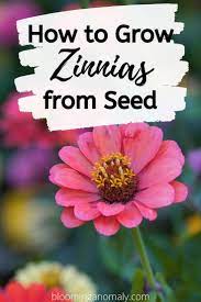 Pin On Flower Gardening