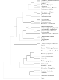 Image result for Cyphia lasiandra