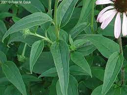 Echinacea Purpurea Eastern Purple Coneflower Minnesota Wildflowers Echinacea Plant Leaves Echinacea Purpurea