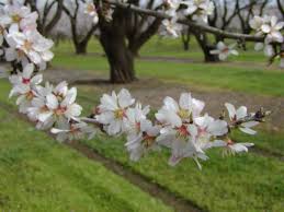 Almond trees covered in blooming pink flowers, grow in rows in t. Welcome Uc Anr Employees Anr Employees
