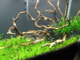 Pin On Aquascaping Ideas