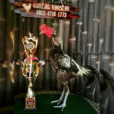 Kuntau Rooster Di Instagram Kokoh 5x Win Pro 1x Juara Sertifikasi Papaji Kelas 3 2 Kg Sold Mari Berkawan Cek Dan Profile Saya Kuntauroo Animals Rooster