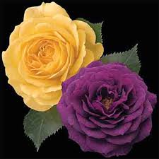 Eps, ai and other rose, roses, purple file format are available to choose from. Julia Child And Ebb Tide Tree Rose Tree Roses Edmunds Roses