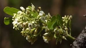 Image result for Dalbergia melanoxylon