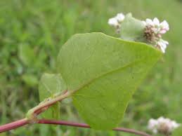 Image result for Fagopyrum esculentum