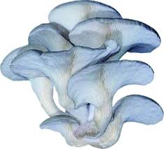 Gratis untuk komersial tidak perlu kredit bebas hak cipta. Gambar Jamur Kuping Putih