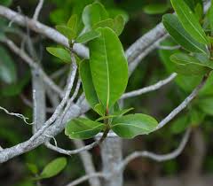 Image result for Sideroxylon inerme