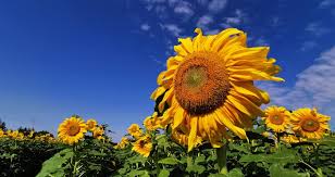 Check spelling or type a new query. 10 Amazing Places To Find Flowers In Ontario From Gardens To Trails