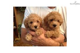 Polos maltipoos produce toy and teacup maltipoo puppies. Malti Poo Maltipoo For Sale Cute Puppies Cute Animals Maltipoo Puppy