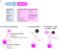 Frontiers | Secretory co-factors in next-generation cellular therapies for  cancer