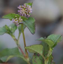 Image result for Persicaria nepalensis