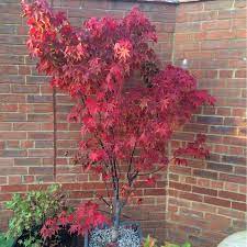 The canopy turns red in the fall before the tree loses it's leaves. Acer Palmatum Osakazuki Japanese Maple Osakazuki Uploaded By Tjhgardening