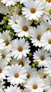 Pin On Flowers
