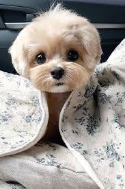 Top 10 Cutest Dog Breeds Small Cutest Dogs We Can T Get Enough Of In 2020 With Images Cute Animals Cute Dogs Breeds Cute Dogs And Puppies