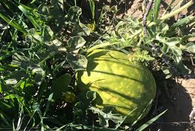 Image result for Citrullus lanatus