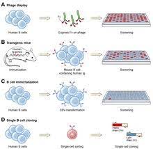 More demanding storage conditions for the clone. Monoclonal Antibody Wikipedia