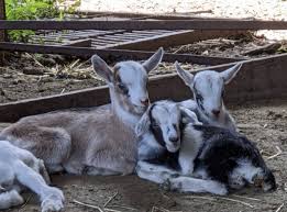 ミニヤギ ミニブタ ヤギ 羊の飼育販売 斡旋