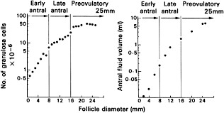 follicle growth and development glowm