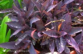 Check spelling or type a new query. Deep Purple Houseplant