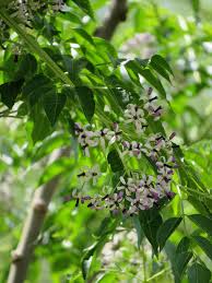 Image result for Meliaceae