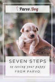 Pin On Parvo Everything You Need To Know