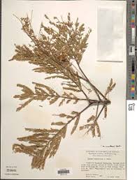 Image result for Entada abyssinica