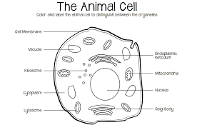 Maybe you would like to learn more about one of these? Diversity Of Life Mrs Jacoby S Science Room