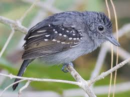 Image result for Antrocaryon nannanii