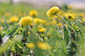 While many health experts state that, far from hurting your digestive system, vinegar is actually helpful to digestion, not everyone agrees that vinegar is that beneficial. How To Use Vinegar As A Natural Weed Killer